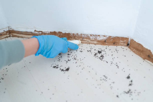 Best Flea Control Services  in Belleville, WI